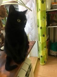 Яхта Аврора